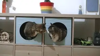 New Cozy Cat Cubes! - IKEA UTS&Aring;DD Cat House | Moggy Mayhem