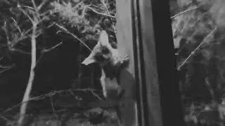 Обезьянка Галаго - реакция на лампочку на Go Pro. The monkey Galago.