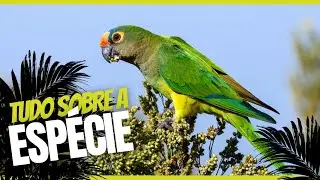 Tudo sobre o Periquito-rei (Eupsittula aurea)
