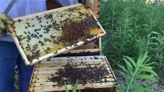 Beekeeping. My new queen is loading up the brood and the honey supers are filling up!!
