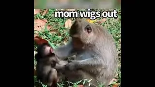 mean mom monkey hits baby,why mom bite new baby monkey like this