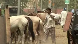 Delhi's 'tongas' forced to ride into the sunset