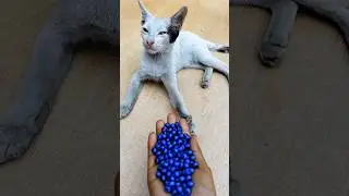 ASMR Satisfying 😻 Beads Cat Reverse Magic#shorts #cat #asmr #satisfying #trendingshorts
