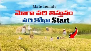 Hybrid seeds #agriculture #farming #shortsvideo #creativewings #tractor #villagelife #trending