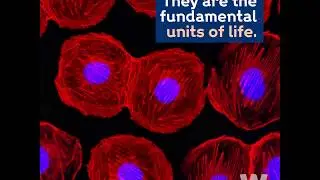 Sanger Institute - Human Cell Atlas funding from Wellcome