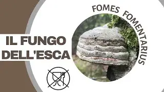 Il fungo dell&rsquo;esca: un lignicolo molto comune