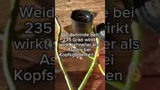 #kopfschmerzen #aspirin #weidenrinde #heilpflanzen #verdampfen #vaporizer #schmerzen #schmerzfrei