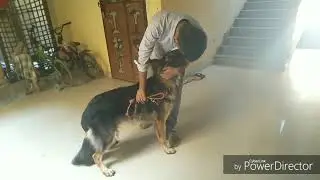 Riki (dog name) German Shepherd breed Training behaviour control with other command...7715081542