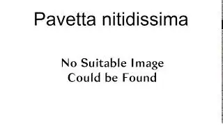 Pavetta Nitidissima
