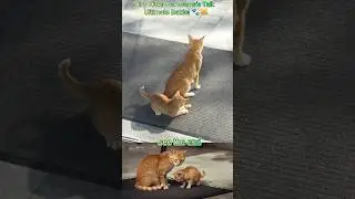 Tiny Kitten vs. Mama's Tail: The Ultimate Battle! 🐾😹 #shorts #cat #kitten