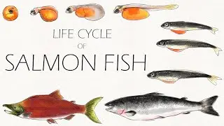 LIFE CYCLE OF SALMON FISH | DRAW SALMON FISH | Salmon fish drawing tutorial | Salmon fish drawing 🐟🐟