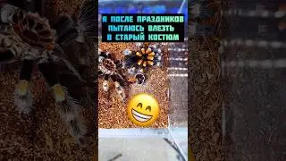 Примерно так каждый раз после праздников пытаюсь влезть в свою одежду 😁 #shorts #molting #tarantula