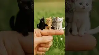 Kucing Mini Sekecil Jari, Gemesin Banget! 😻✨ #kucing #kucinglucu #catlovers #animals #funny