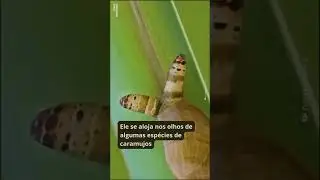 🧟&zwj;♀🐌 Parasita transforma caramujo em zumbi!
