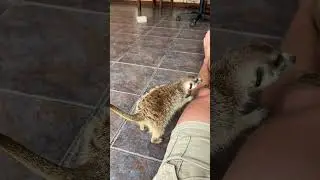 Rigby the Puppy and Jerry the Meerkat both want my knee! 😍🫶🏻 #meerkat #puppy #animallover #farmlife