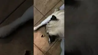 #мопс #live