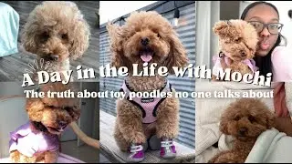 A Day in the Life with Mochi the Toy Poodle | The REAL Side of Pet Parenthood & Chronic Sensitivity