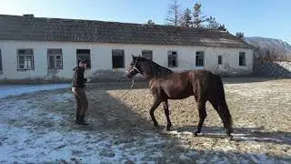 Жеребец  кусается и встаёт на дыбы                                        