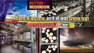 Button Mushroom farming 🍄 || मौसम मैं बदलाव आने से क्या असर पड़ता है। Mushroom, पर 🤔✅