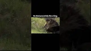 The Real Lion King - Scarface