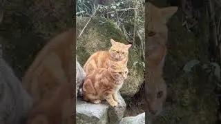 Cats family group funny video #cats #funnyvideo #catlover #catvideos