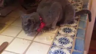 Luna Blue the Veggie Eating Cat