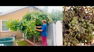 ఈ పురుగులు Grapes ని బాగా Damage చేశాయి; మొత్తం prune చేసాము