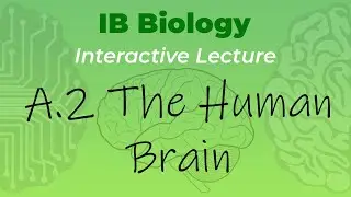 [OLD] IB Biology A.2 - The Human Brain - Interactive Lecture