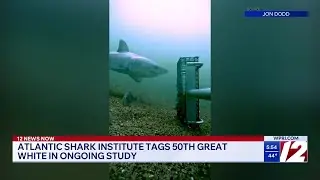 Atlantic Shark Institute tags 50th Great White shark in RI