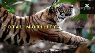 TOTAL MOBILITY DAY 2