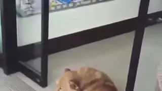 Sven dies minecraft