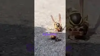 #insectfight 😲 #insects