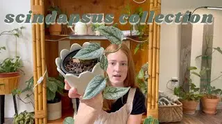 Scindapsus Collection | rare & uncommon plants, houseplant collection, scindapsus care