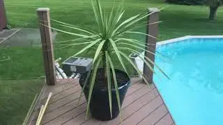 Cordyline Australis (Dracaena Spike/Spike Plant)