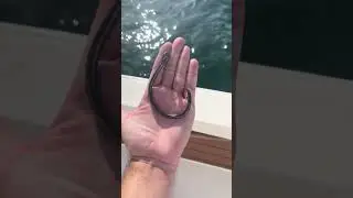 Using giant hooks to catch fish #shorts