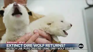 Scientists Resurrect Extinct Dire Wolves?! Prehistoric Pack Returns!