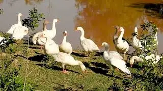 GANSO COMUM (ANSER), GANSO BRANCO, GANSO CAIPIRA, ANIMAIS DOMESTICADOS, GEESE, NICHOS AQU&Aacute;TICOS.
