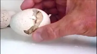 Incubaci&oacute;n de huevos de pavo en el &uacute;ltimo d&iacute;a