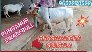 PUNGANUR COWS ! beautiful rare colour pungunur bull ! bhagavadgita  Gousala ! Chittoor