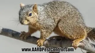 Squirrel Removal Services From AARD Pest Control