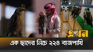 সৌদি আরবে বাজপাখি আর পালকদের মিলনমেলা | Saudi Falcon Show | Ekhon TV