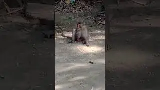 #  monkeys before king monkey comes  others kids enjoying food.in between face off wild crow & 🐒 . 