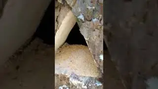 they woke up the bear (разбудили медведя)