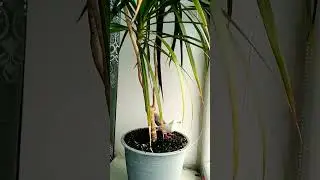Трошки прогулки поза межами клітки😃( наживо) #birds #live #cute #pets #вазон