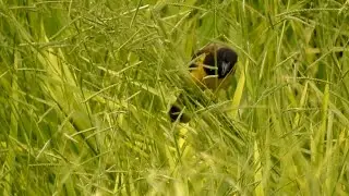 CHUPIM-DO-BREJO NA SEMENTE DE BRACHIARIA (PSEUDOLEISTES GUIRAHURO), YELLOW-RUMPED MARSHBIRD, Melro