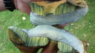 Lurid Bolete