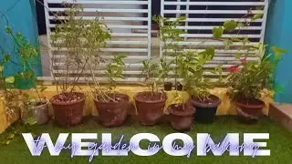 Welcome To My Balcony Garden For 7 Days #plants