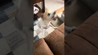 #capcut #chihuahuamom