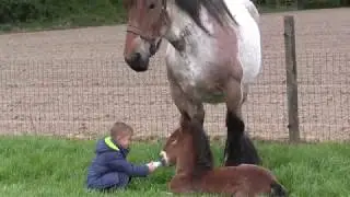 Belgian Draft Horses: breeding mare,foal,little boy and young girl