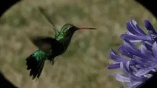 EL COLIBRI Y LA FLOR- Esperanza Marquez